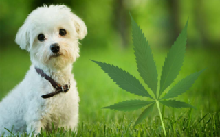 Tips on how to give CBD to your pets