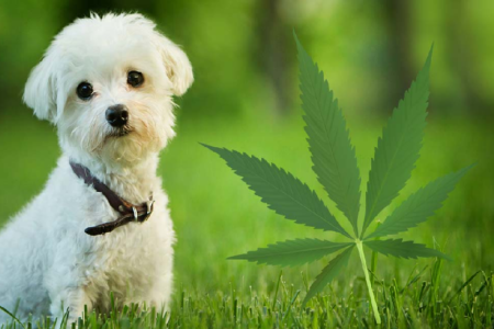 Tips on how to give CBD to your pets