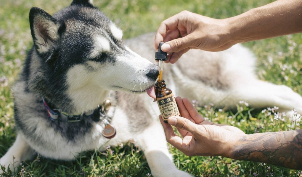 CBD For Pets: What Does It Do?