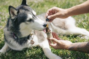 CBD For Pets: What Does It Do?