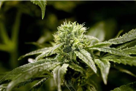 Korea Town Weed Delivery Tips and Types of Services to Choose From