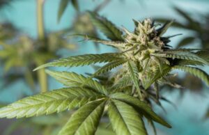Know About Buying Weed Online
