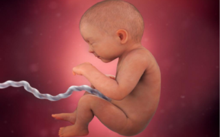 fetus is developed
