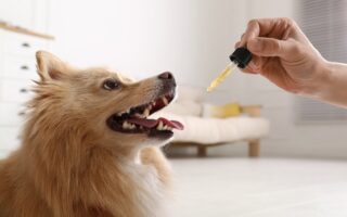 Hemp Seed Oil for Dogs