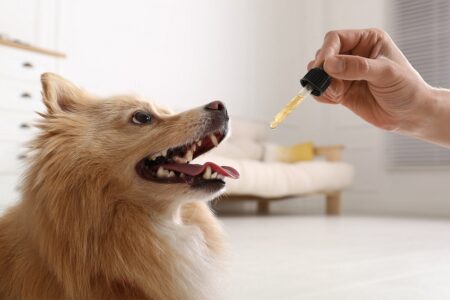 Hemp Seed Oil for Dogs