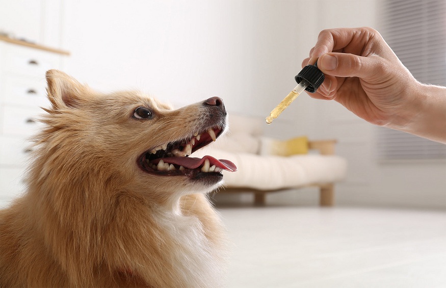 Hemp Seed Oil for Dogs