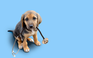 Pet insurance